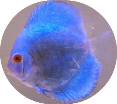 Brilliant Blue Diamond Discus Fish - 2.5 Inch